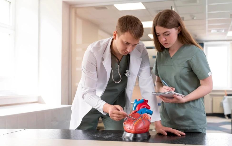 Doctor con maqueta de corazón